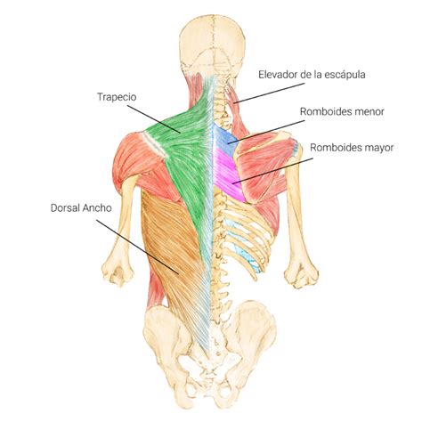 Músculos superficiales de la región dorsal del tronco Quirell