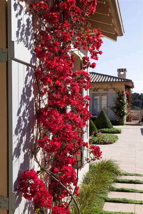 Flowering Climbers That Demand Sun Include Bougainvillea Pictured And