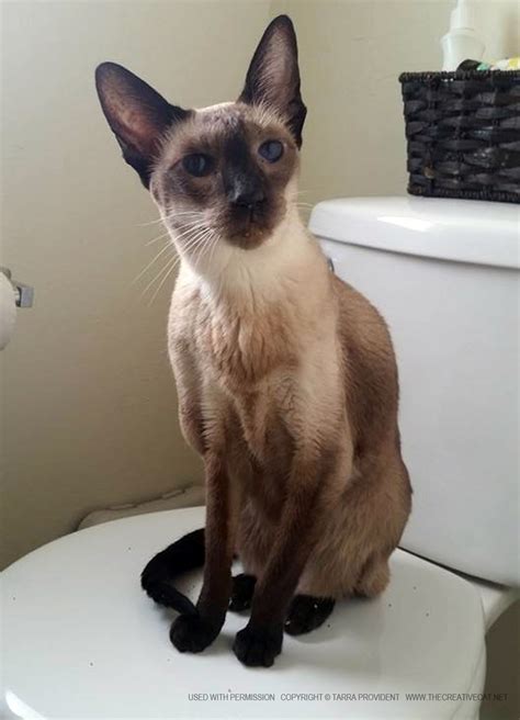 Siamese are really a breed unlike any other. Cats for Adoption: Sunday, Just As Sweet ~ The Creative Cat