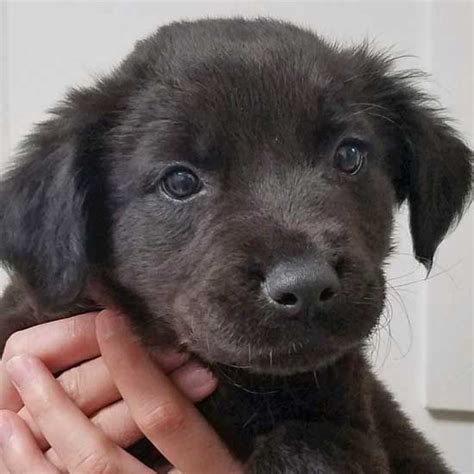 Pacinis bourbon bourbon is an akc registered 3rd generation bloodline chocolate lab. Dogs and Puppies for Adoption in San Diego (With images ...
