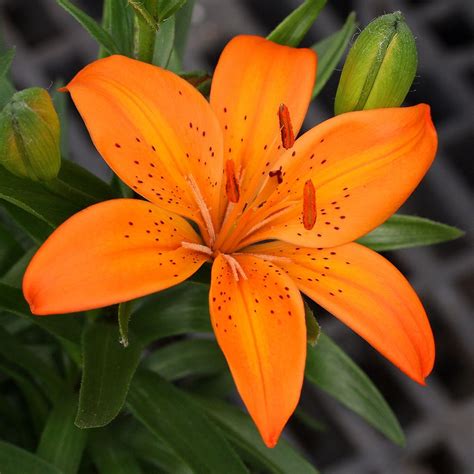 Orange Asiatic Lily Orange Lily Flower Day Lilies Asiatic Lilies