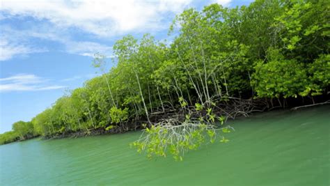 Mangrove Trees Are Highly Productive Biodiversity Rich Inter Tidal Forests Thailand Southeast