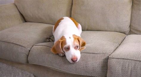 Ein Hund Liegt Gelangweilt Auf Dem Sofa Aber Sein Besitzer Macht Ihm