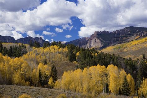 Golden Aspen Trees In The Gunnison National Forest Of Colorado
