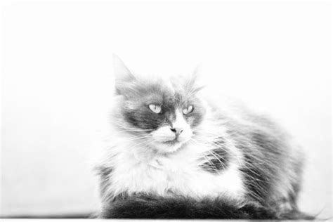 free images black and white black cat whiskers vertebrate maine coon norwegian forest cat