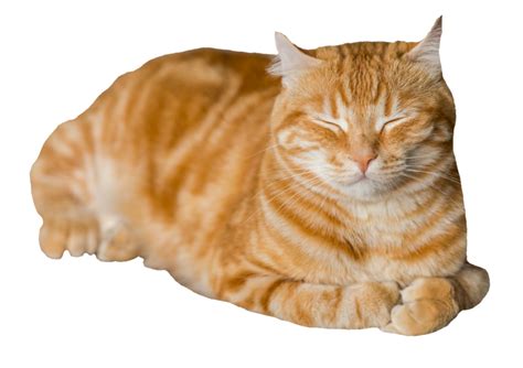 Sleeping Cat Png Transparent