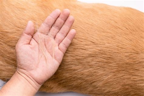 How To Recognize And Treat Cellulitis In Dogs Popado Life And Health