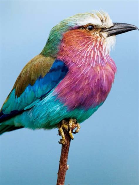 Lilac Breasted Roller So Beautiful Vogelbilder Vögel