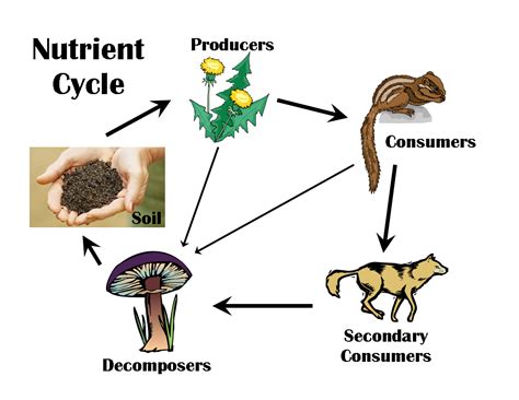 A Flow Chart Of Nitrogen Cycle