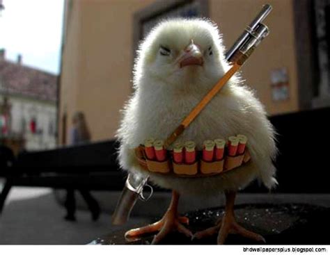 Funny Pictures Of Animals Holding Guns Hd Wallpapers Plus