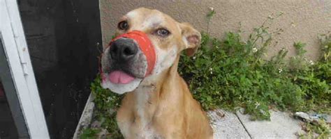 Florida Sheriffs Office Trying To Find Person Who Taped Dogs Mouth Shut