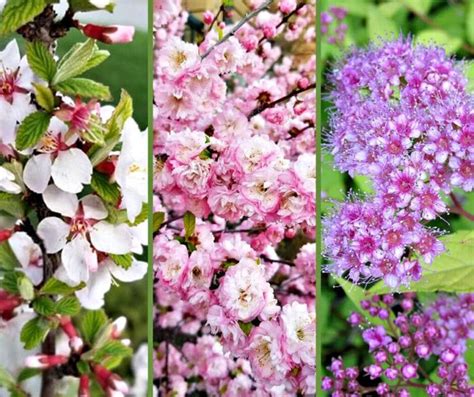 Check spelling or type a new query. Short Flowering Shrubs For Small Yard | Making fabric ...