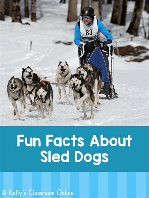 Kellys Classroom Online Fun Facts About Sled Dogs