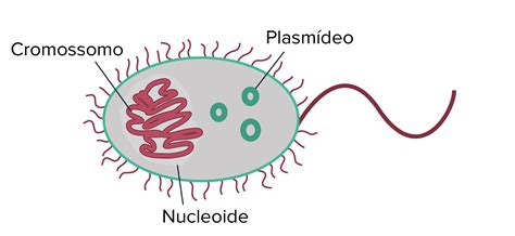 O Material Genetico De Celulas Procarioticas Assim Como Diversas