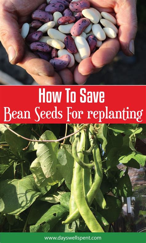 How To Save Bean Seeds From Your Garden For Replanting Bean Seeds