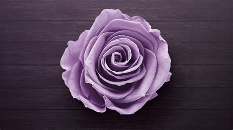 Find rose pictures and rose photos on desktop nexus. 1920x1080 Purple Rose Laptop Full HD 1080P HD 4k ...