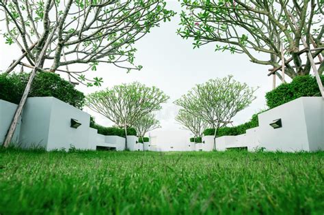 Modern Garden On Rooftop Green Grass Lawn With Tropical Tree Stock