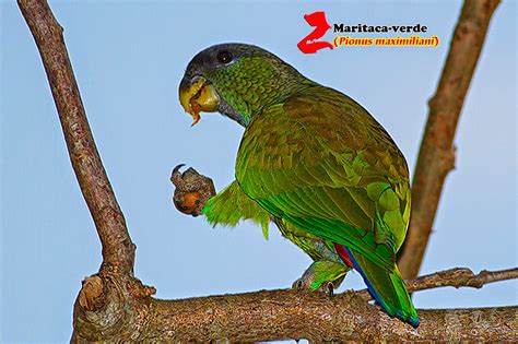 Zoologia Maritaca Verde Pionus Maximiliani
