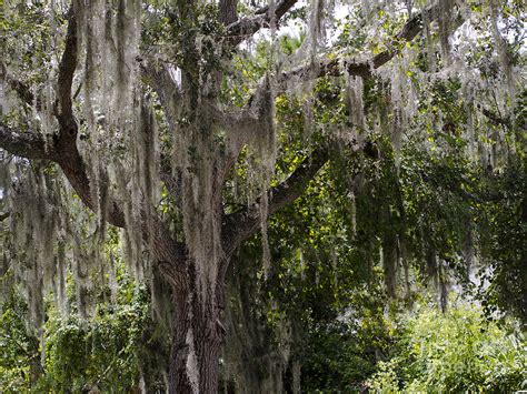 Spanish Moss In A Live Oak Tree Photograph By Allan Hughes