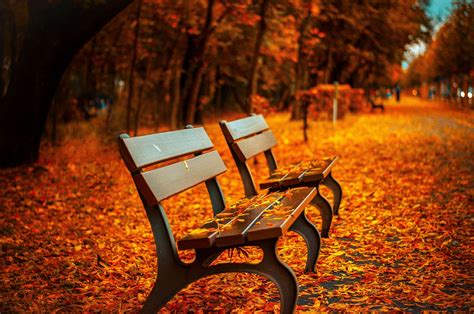Wallpaper Id 785428 Autumn Day Focus On Foreground Table Path
