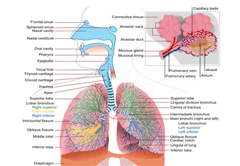 Mbbs Medicine Humanity First The Respiratory System