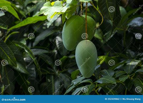 Sunshine Mango Tree Ripe Mango Fruit Stock Photo Image Of Strong