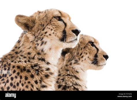 Two Cheetahs In Profile Against White Background Stock Photo Alamy