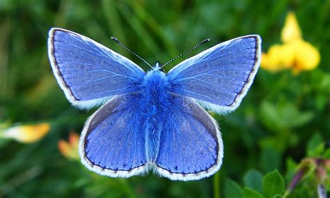 The Big Butterfly Count 2015 In Pictures Common Blue Butterfly Big