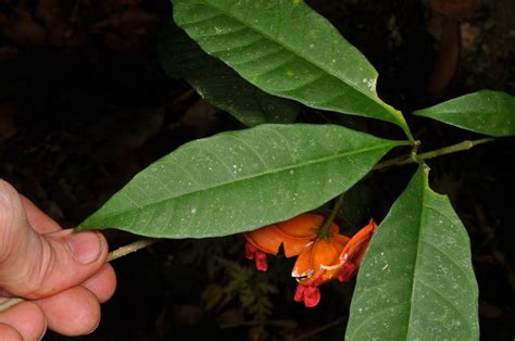 Tabernaemontana Pandacaqui Apocynaceae