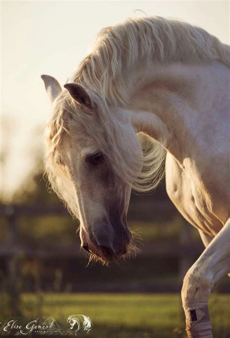 Pin By Tracy Laxten On Amazing And Beautiful World Horses Pretty