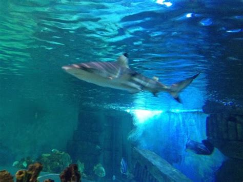 Shark Picture Of Blue Reef Aquarium Hastings Hastings Tripadvisor