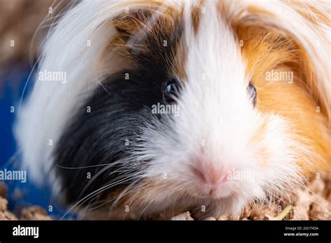 Peruvian Guinea Pig Stock Photo Alamy