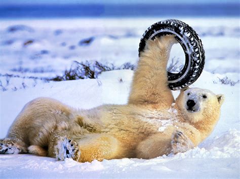 25 free videos of funny animals Funny Animals hd Wallpapers 2013 | All Funny