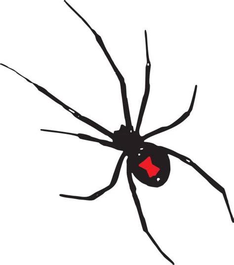 510 Black Widow Spider Stock Illustrations Royalty Free Vector