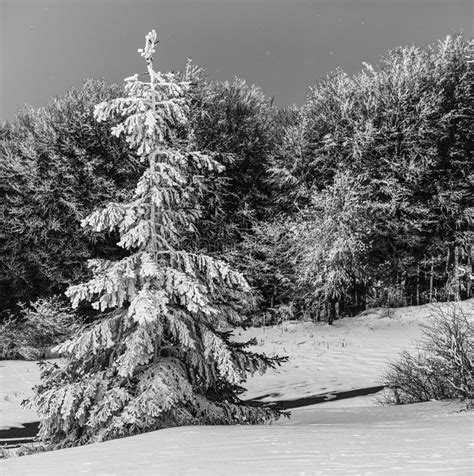 Winter Landscape Of Snow Fir Tree And Spruce Forest Black And White