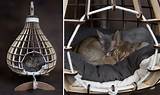Cat Beds Hanging Images