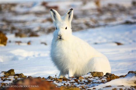 Arctic Hare Arctic Hare Arctic Animals Elements Of Nature Wild And
