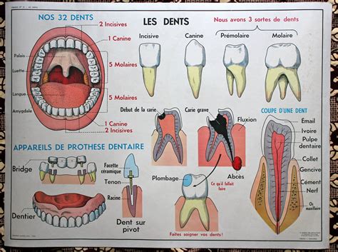 les dents  Anatomie dentaire, Dentaire, Sciences ce2