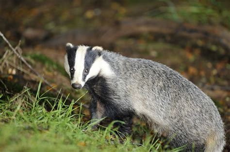 Uspca Calls For Rethink Of Plans To Have A Badger Cull In Northern