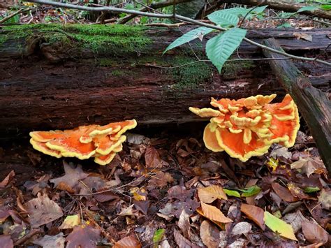 Edible Pa Mushrooms Western Pennsylvania Mushrooms Luther Travels