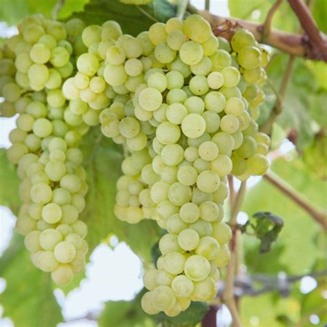 Grape Sauvignon Blanc Flower Power