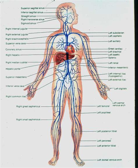 Blood vessels flow blood throughout the body. Blood, heart, and blood vessels lab exam Flashcards | Easy ...