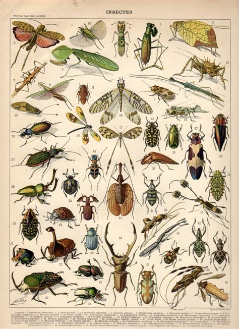Insects 1897 Antique Print Vintage Lithograph Insects Print Beetles