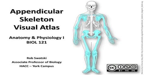 Appendicular Skeleton Anatomy Visual Guide Pdf Document