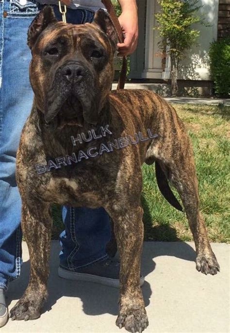 The presa canario is usually fawn or brindle, but sometimes black. 360 best presa Canario images on Pinterest | Doggies ...
