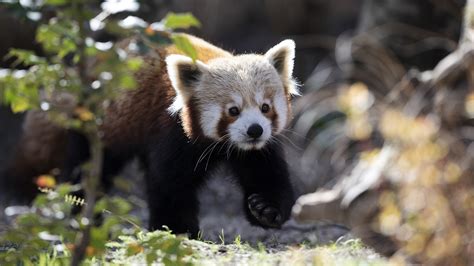 New Dublin Zoo Habitat For Red Pandas Snow Leopards