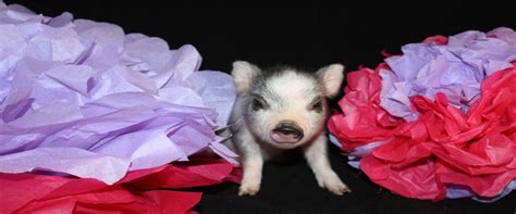 Charming Mini Pigs Breeders Of American Mini Pigs