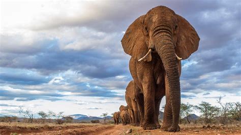 Elephant Migrations In Africa Aardvark Safaris