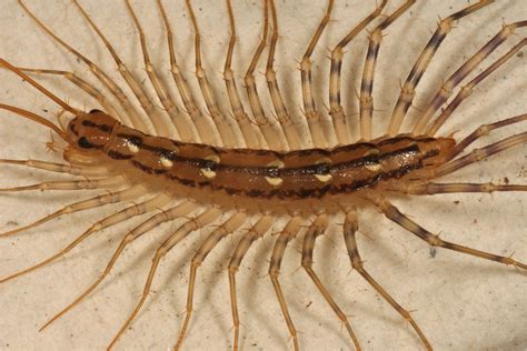 Incredible Small Centipedes In House References Octopussgardencafe