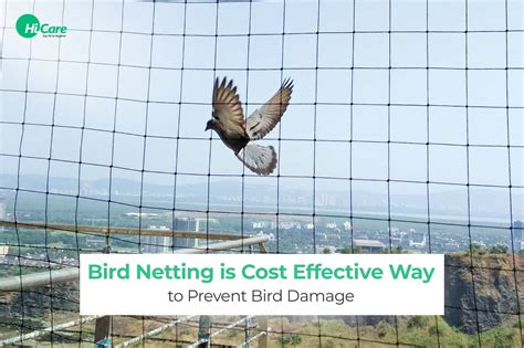 Bird Netting How To Keep Birds Away Effectively Hicare